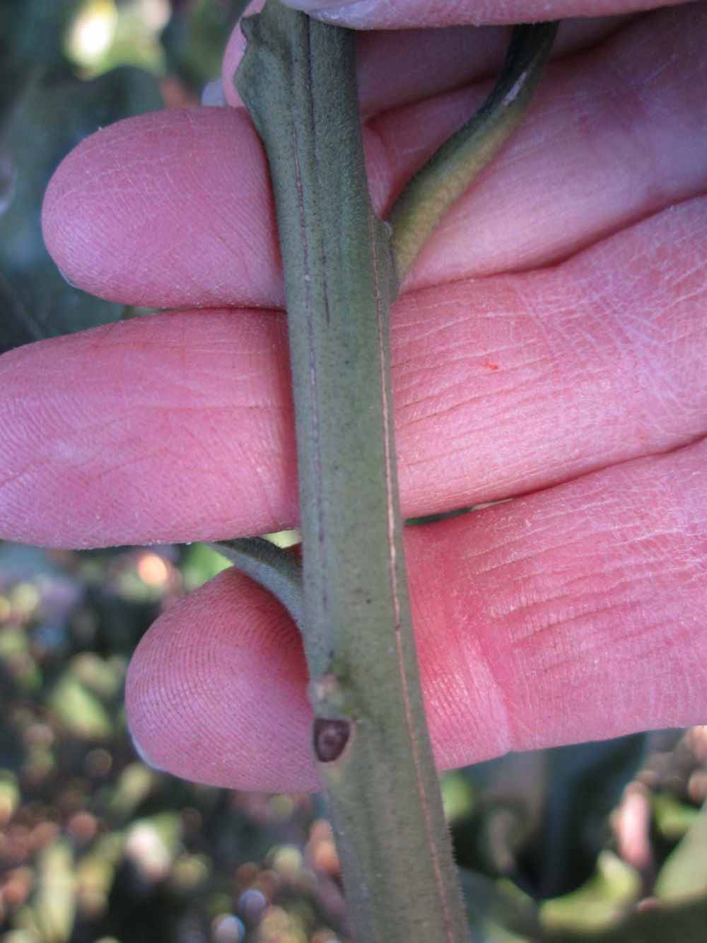              First year twig (Winter Haven, FL)       